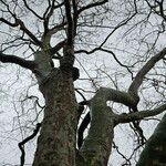 Platanus x hispanica Habitus