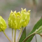 Asclepias pedicellata 花