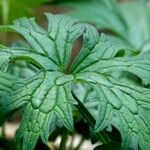 Ranunculus acris Feuille