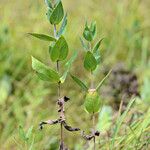 Helianthus mollis Habit