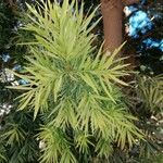 Afrocarpus gracilior Deilen