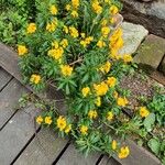 Erysimum × cheiriŽiedas