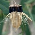 Hieracium umbellatum Fruit