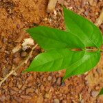Julbernardia seretii Hoja