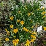 Sternbergia lutea 形態