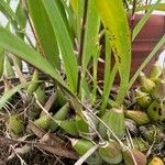 Encyclia cordigeraFlower