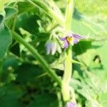 Solanum mammosum Blüte