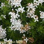 Asperula hirta Habit