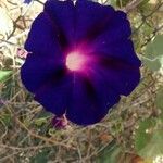 Ipomoea purpurea Λουλούδι