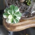 Aeonium castello-paivae Leaf