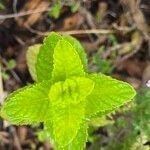 Mentha spicataপাতা