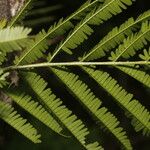 Vachellia cornigera Folio