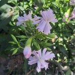 Saponaria officinalisফুল