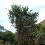 Parsonsia brachiata Habit