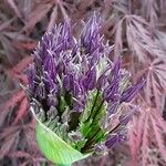 Allium nigrum Blüte