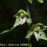 Epipactis rhodanensis Fula