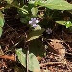 Barleria ventricosa Flower