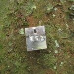 Coelocaryon preussii Corteza