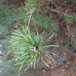 Pinus banksiana Frucht