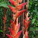 Heliconia vellerigera Flor