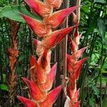 Heliconia vellerigera Kukka