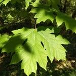 Acer macrophyllum List