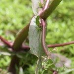 Veronica catenata Leaf