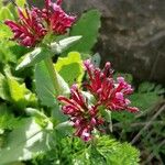 Fedia cornucopiae Flor