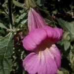 Rehmannia piasezkii Flower