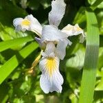 Iris douglasiana Květ