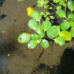 Ludwigia peploides Leaf