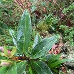 Anthurium hacumense Leaf