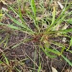 Microseris scapigera Hoja