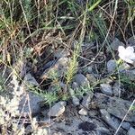 Linum tenuifolium Natur