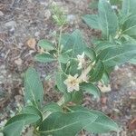 Lycium chinense പുഷ്പം