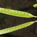 Albizia adinocephala Frucht