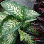 Dieffenbachia oerstedii Hoja