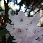 Rhododendron argyrophyllum Floare