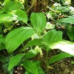 Polygonatum latifolium 葉