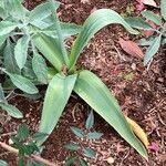 Allium nigrum Hostoa