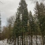 Abies alba Natur