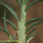 Stipagrostis ciliata Ekosanga