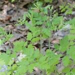 Chaerophyllum nodosum Natur