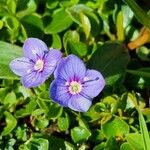 Veronica fruticans Fiore