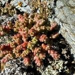 Sedum andegavense Květ