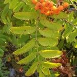 Sorbus scopulina Lehti