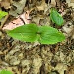 Maianthemum canadense Leaf