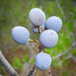 Forestiera pubescens ഫലം