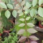 Fraxinus angustifolia Blatt