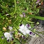 Nemophila maculataFiore